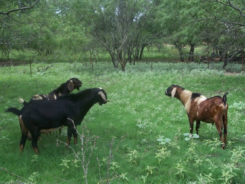 Bucks in the grass