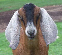 Ashby Farms - Quality Nubian Dairy Goats