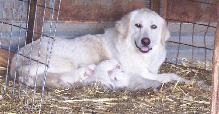 Kendra with her puppies, March 2011