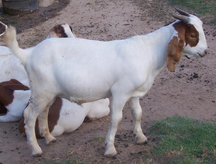 For Sale | Ashby Farms Goats