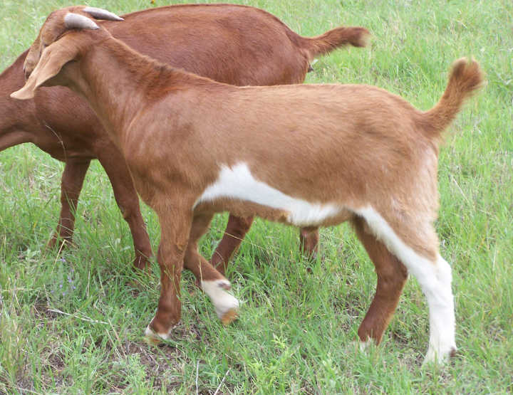 For Sale | Ashby Farms Goats