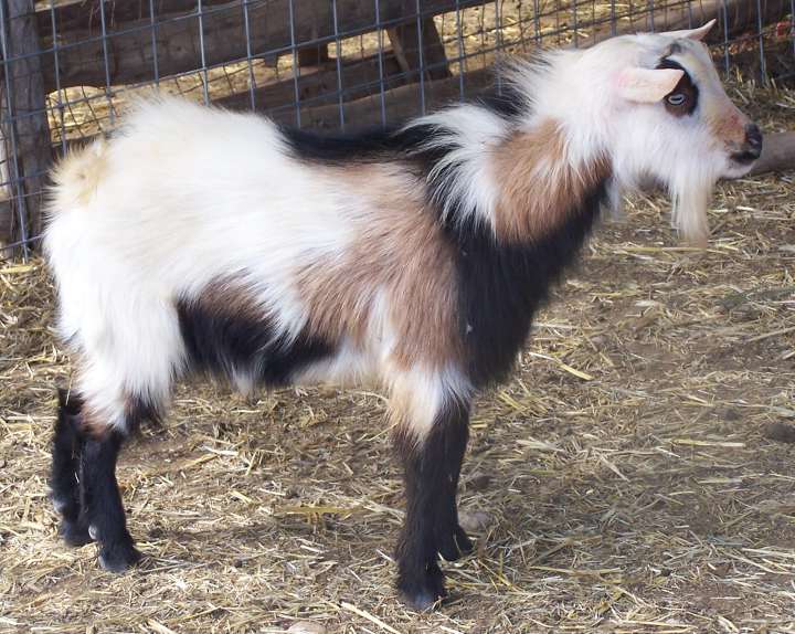 Nigerian Dwarf | Ashby Farms Goats